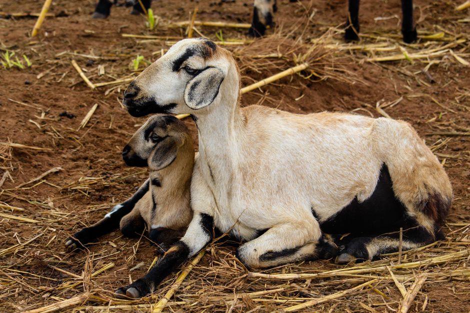Gujarat Goat Farming Scheme