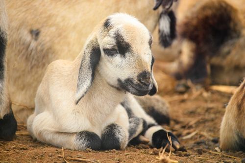 Free Close-up of a cute baby goat sitting calmly in a Cumbum farm, showcasing its serene environment. Stock Photo