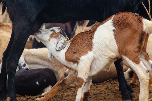 Free Close-up of a calf nursing from its mother cow in a pastoral farm setting. Stock Photo