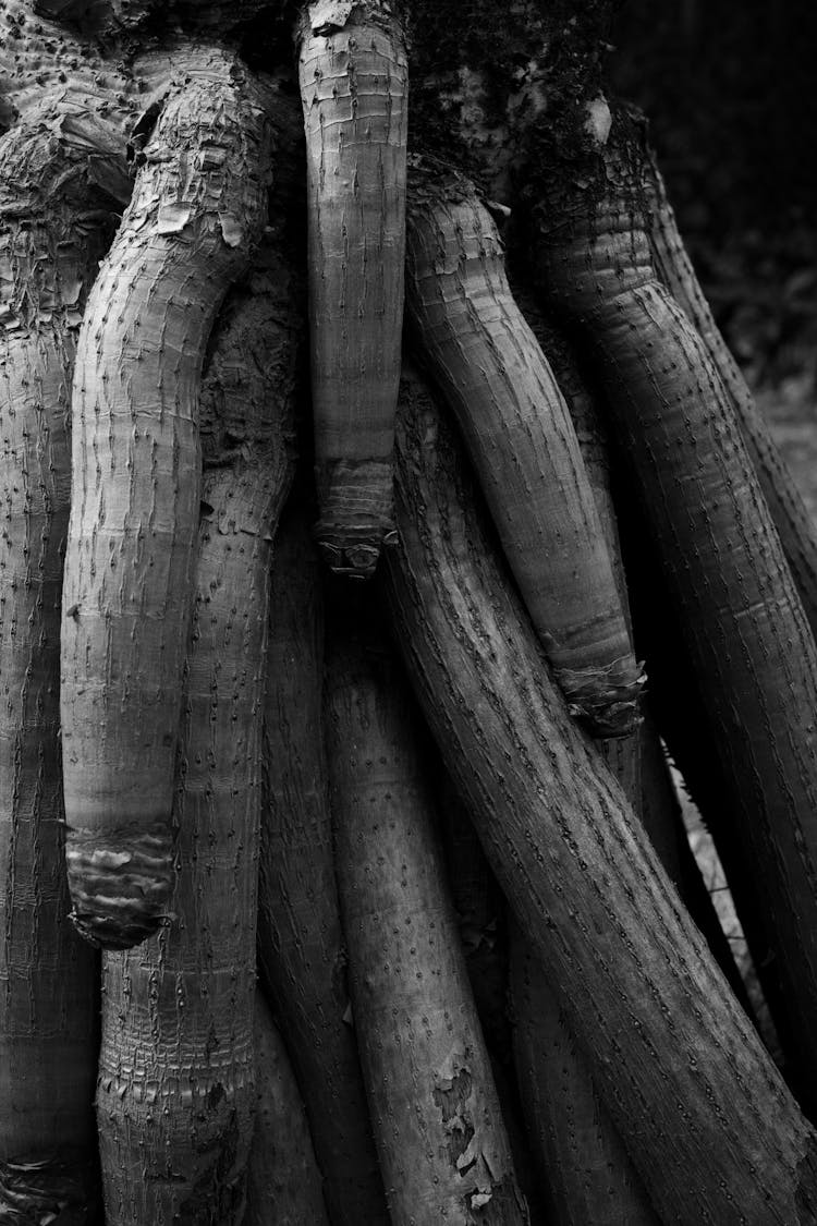 Old Tree Trunk With Rough Bark In Park