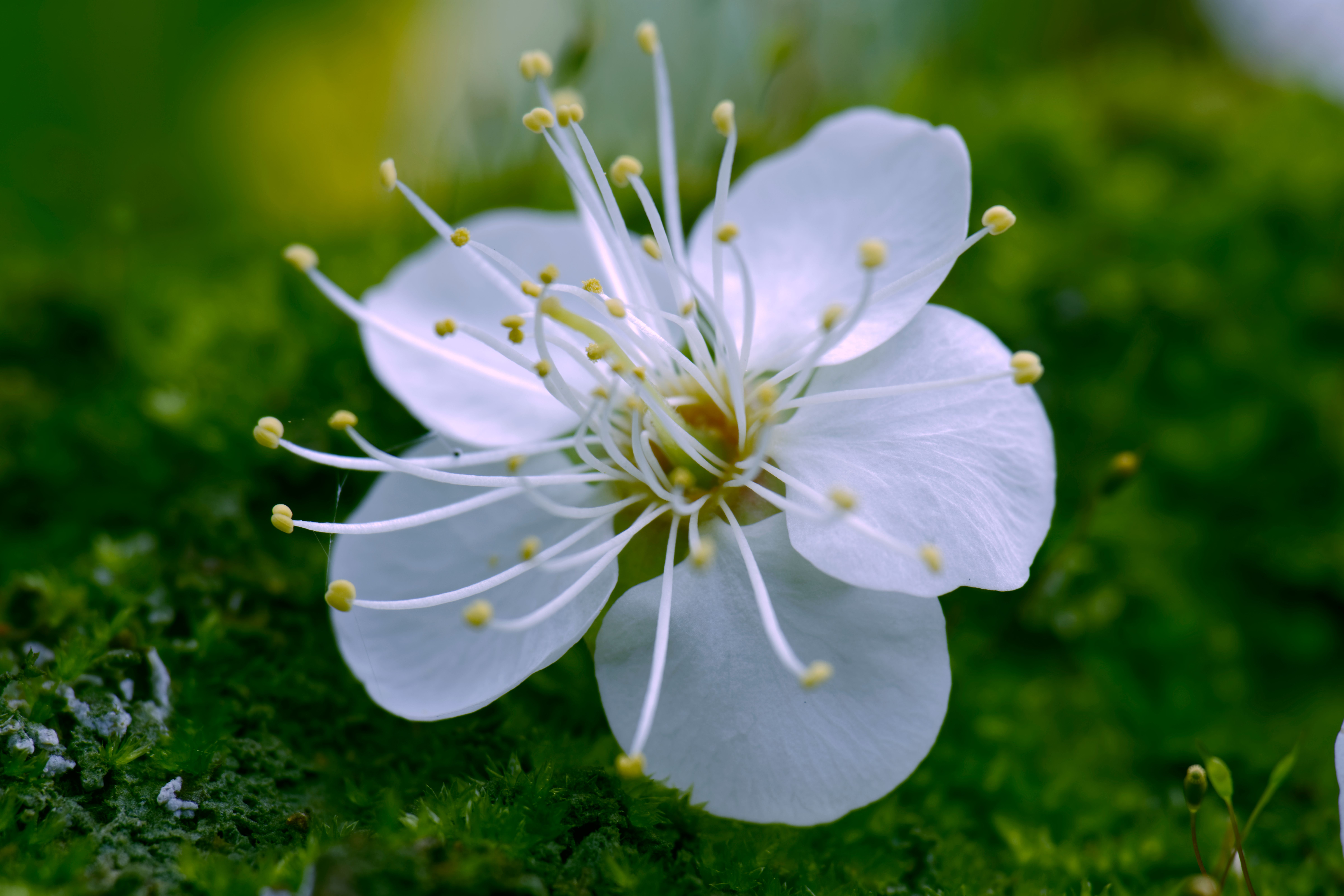 Close-Up Shot of a White Flower in Bloom · Free Stock Photo