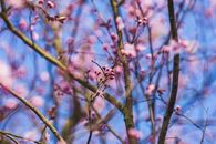 Close-up of pink cherry blossoms on tree branches against a blue sky, evoking a sense of spring.