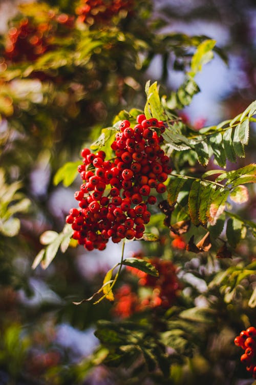 무료 나무에 붉은 열매 스톡 사진