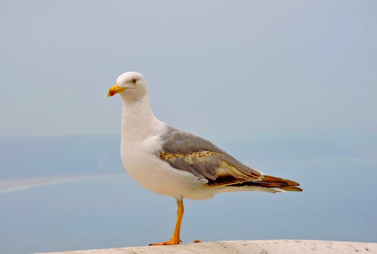 White And Gray Bird With Yellow Beak