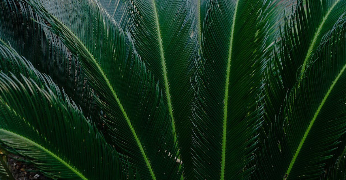 Sago Palm