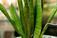Free stock photo of aloe, cactus, dark green leaves
