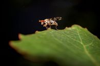 Black and Yellow Bee on Green Leaf