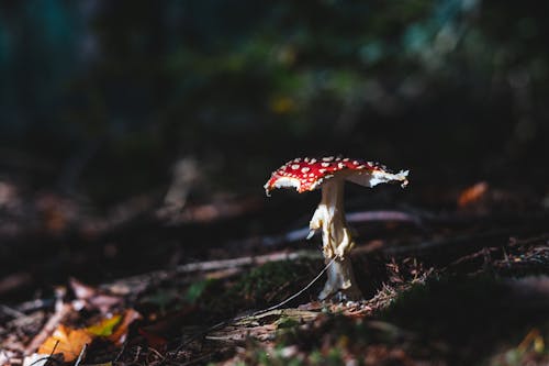 Red and White Mushroom Growing on the Forest Ground