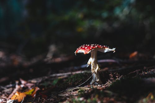 Photos gratuites de champignon, champignon vénéneux, faune