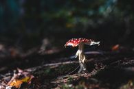 Red and White Mushroom in Tilt Shift Lens