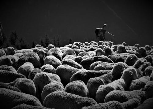 Free Grayscale Photo of Man Standing Near A Flock of Sheep Stock Photo
