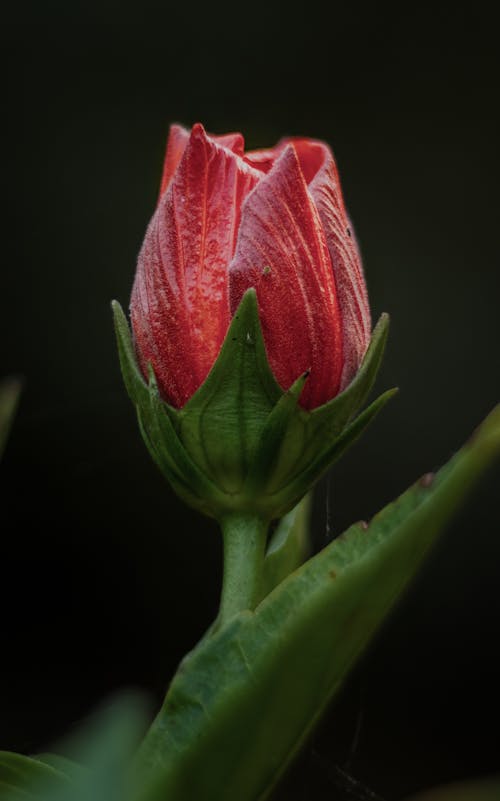 Kostnadsfri bild av blad, blomknopp, botanisk