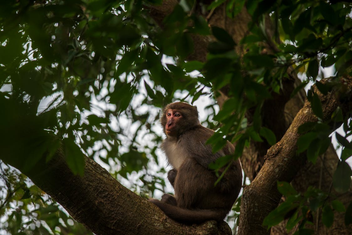 Základová fotografie zdarma na téma opice, příroda, sezení