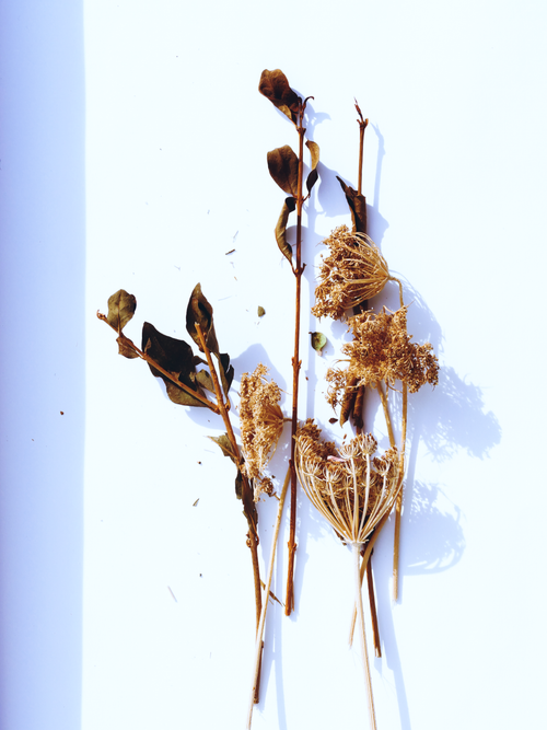 Free A minimalist arrangement of dried twigs and flowers casting shadows on a white backdrop. Stock Photo
