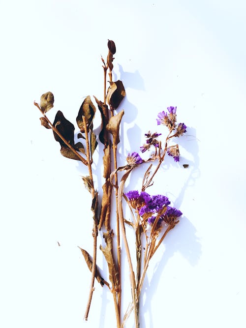 Purple Flowers and Dried Leaves on a White Surface