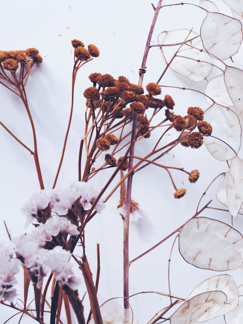 Foto stok gratis bunga kering, cabang, Daun-daun