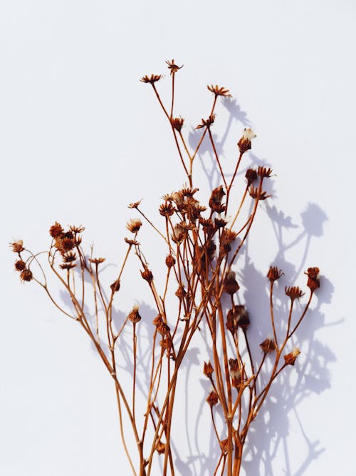 Dried Flowers on a White Surface