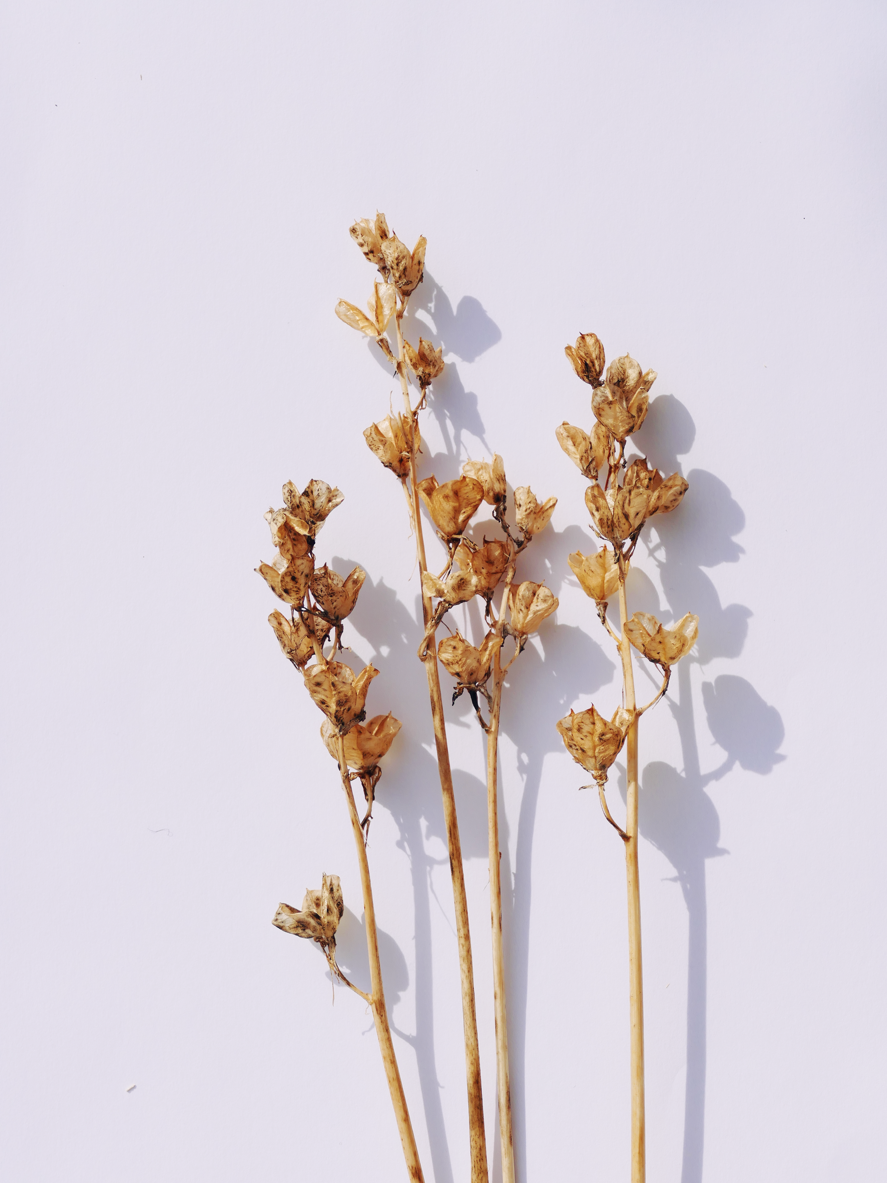 Artistic display of brown dried flowers casting shadows on a white background.