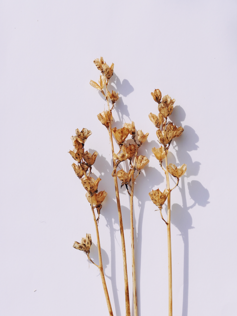 Artistic display of brown dried flowers casting shadows on a white background.