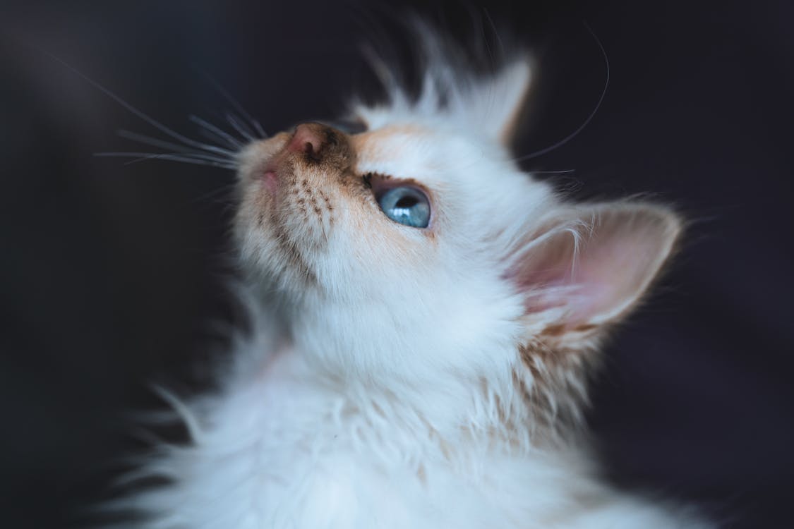 The Top 10 Small Cat Breeds That Will Melt Your Heart 1 pexels photo 6456287