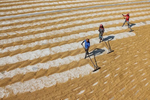 Men Working on Rice Field