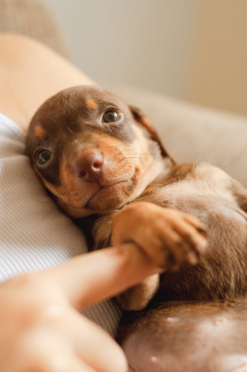 Adorable brown Dachshund puppy lying on unrecognizable owner hands