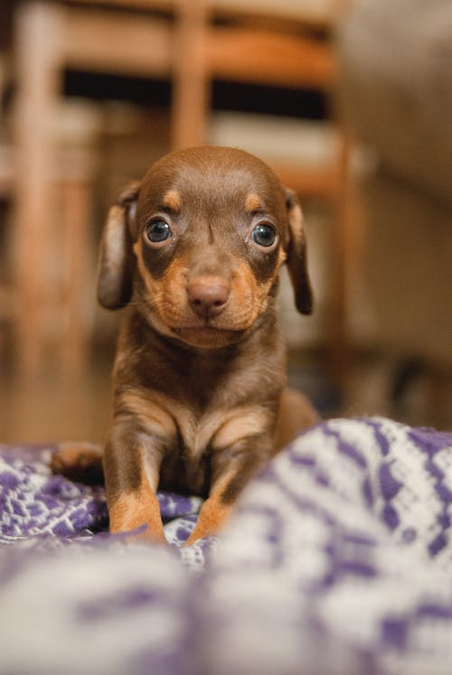 Attentive cute purebred Dachshund puppy sitting on blanket and gazing at camera