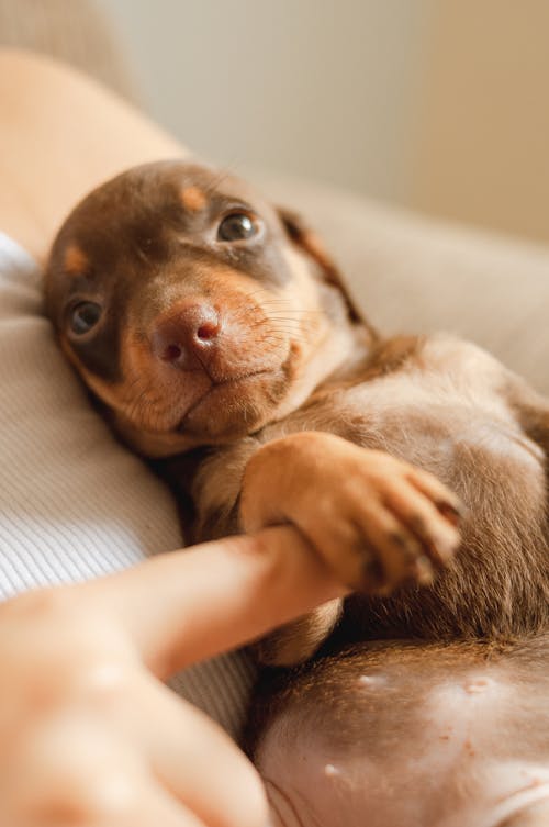 Free Cute purebred dog holding finger of crop anonymous woman Stock Photo