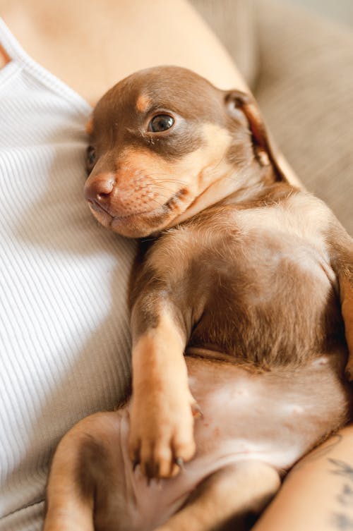 Free Faceless lady hugging and stroking adorable purebred puppy Stock Photo