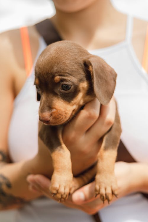 Free Crop anonymous female owner holding curious Dachshund puppy looking down with interest on sunny day Stock Photo