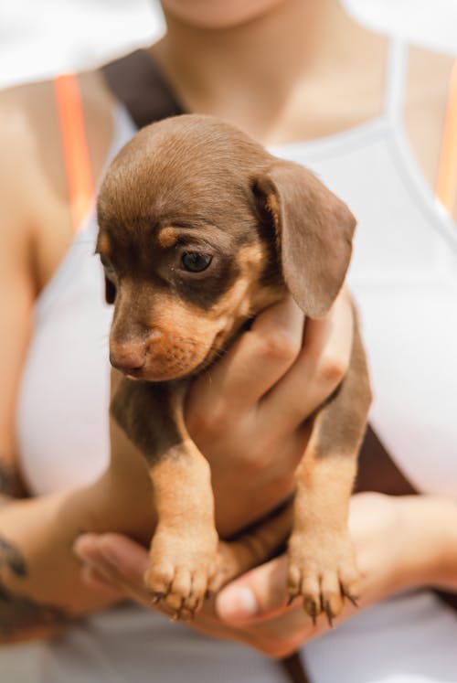 Free Adorable innocent Dachshund puppy sitting on hand of crop anonymous woman and looking down on sunny day Stock Photo