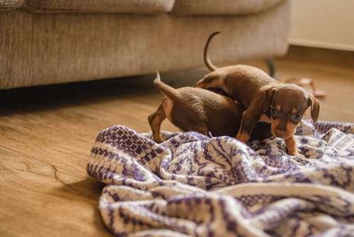 Cute brown puppies of Dachshund playing with each other on soft plaid on parquet floor at home