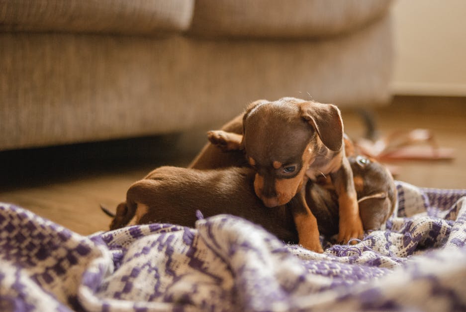 How long do dachshunds live in dog years