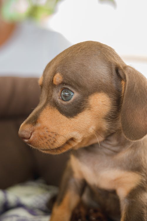 Free Attentive cute Dachshund puppy looking away on couch Stock Photo