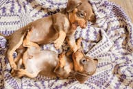 Funny Dachshund puppies growling while playing on floor
