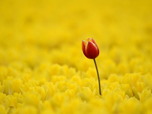 Бесплатное стоковое фото с глубина резкости, красные тюльпаны, крупный план