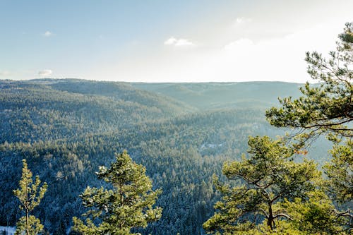 Бесплатное стоковое фото с деревья, лес, на открытом воздухе