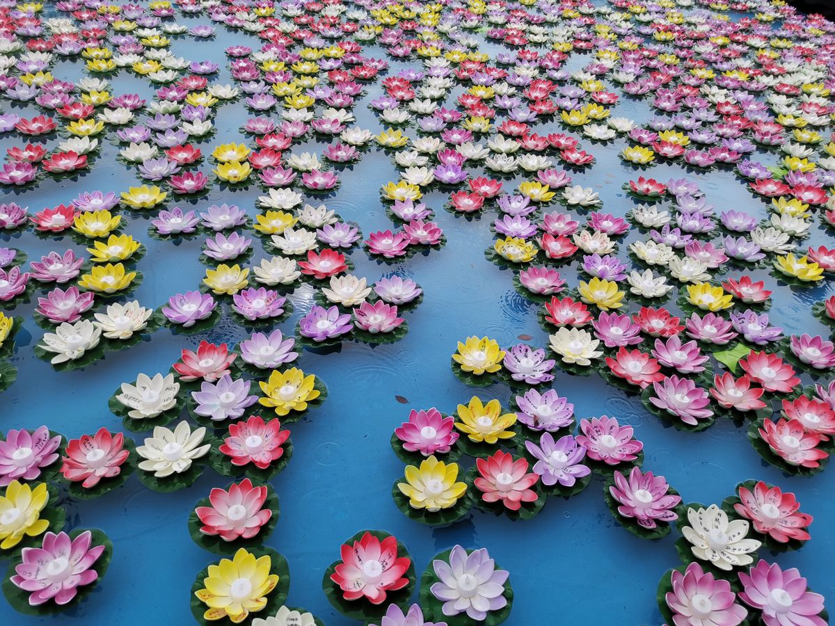 Lotus çiçekleri su üzerinde yüzüyor huzurlu bir gölet sahnesinde