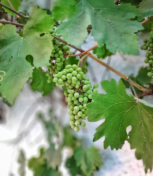 Foto d'estoc gratuïta de a l'aire lliure, fresc, fruita