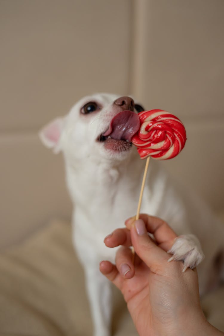 A Dog Licking A Lollipop