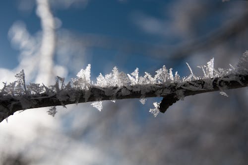 Бесплатное стоковое фото с ветвь, зима, кристаллы