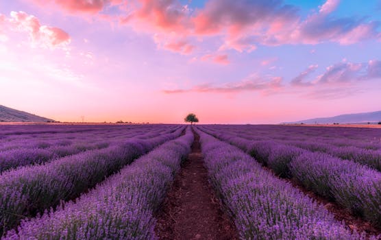 Beautiful lavender fields under a pink sunset sky in Kozani, Greece. Serene and vibrant nature scenery.