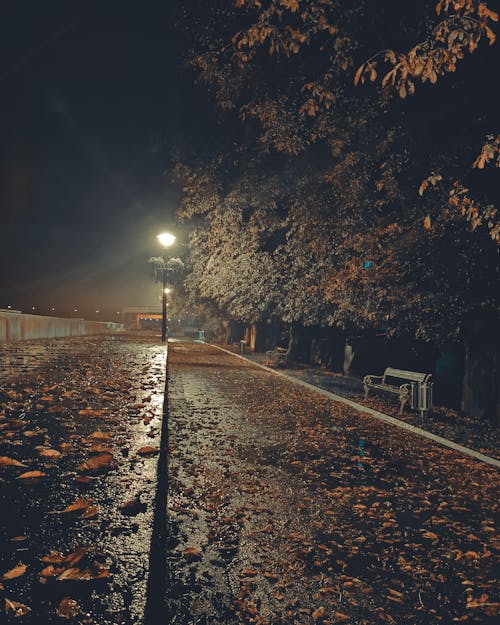 Gratis lagerfoto af atmosfera de outono, city street, efterår