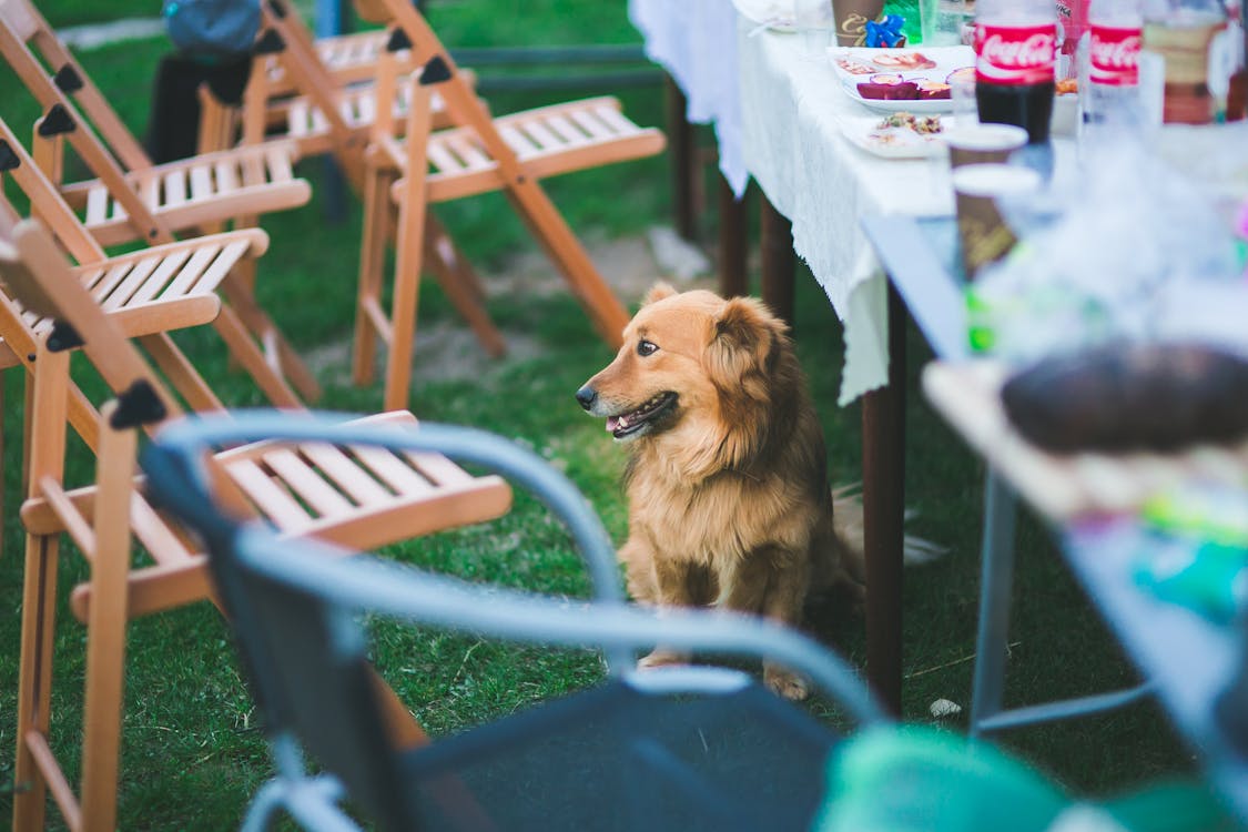 Cute dog sitting under the table