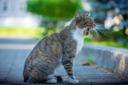 Gratis stockfoto met beest, detailopname, huiselijk