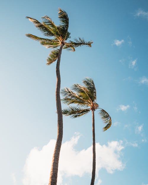Fotobanka s bezplatnými fotkami na tému kokos, modrá obloha, palmy