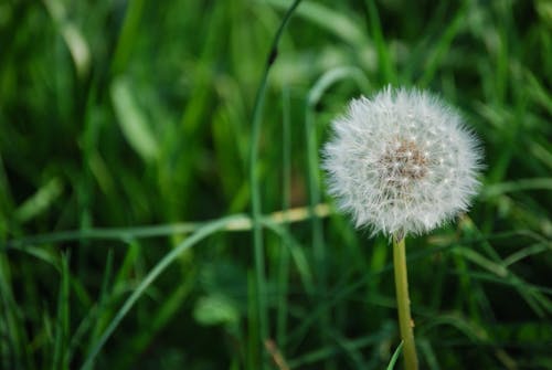 Free stock photo of dandelion, grass, green