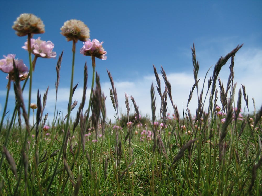 Gratis Bunga Merah Muda Di Lapangan Hijau Di Bawah Langit Putih Dan Biru Pada Siang Hari Foto Stok