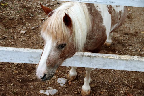 動物攝影, 小馬, 特寫 的 免費圖庫相片