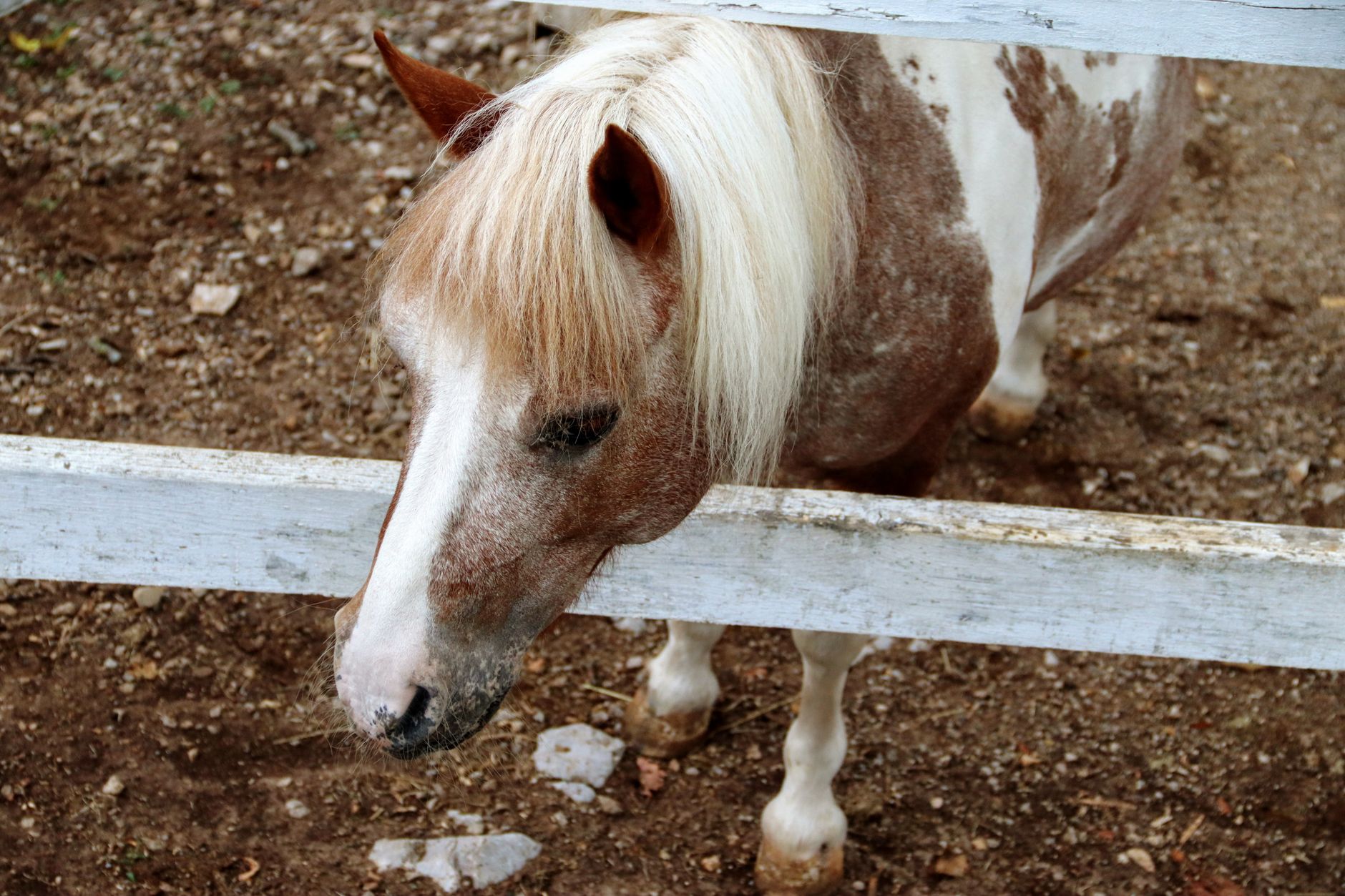 Healthcare and wellness consultation for a horse